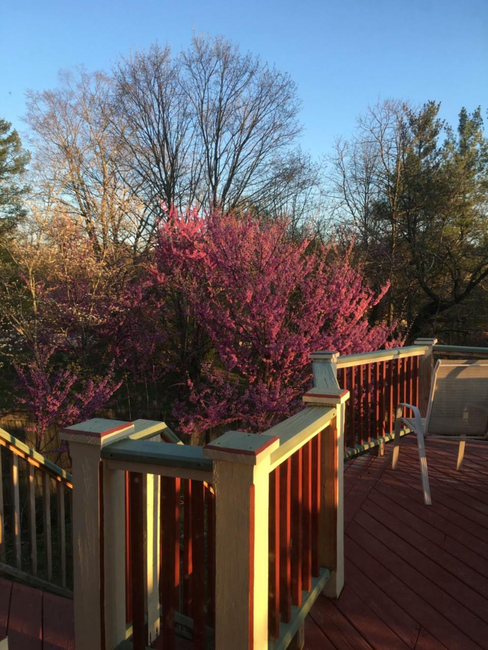 Jonesborough Bed And Breakfast Εξωτερικό φωτογραφία